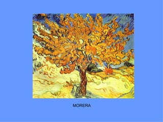 MORERA
 