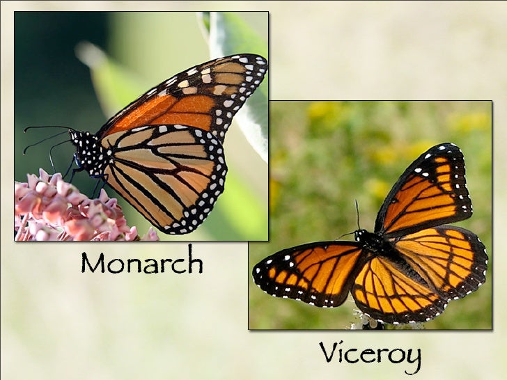 Viceroy Butterfly