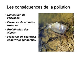 Les conséquences de la pollution
●   Diminution de
    l'oxygène.
●   Présence de produits
    toxiques.
●   Prolifération des
    algues.
●   Présence de bactéries
    et de virus dangereux.
 