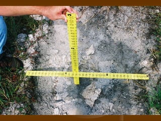 Vicki Robinson’S Murder | PPT