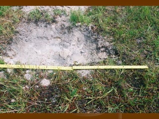 Vicki Robinson’S Murder | PPT