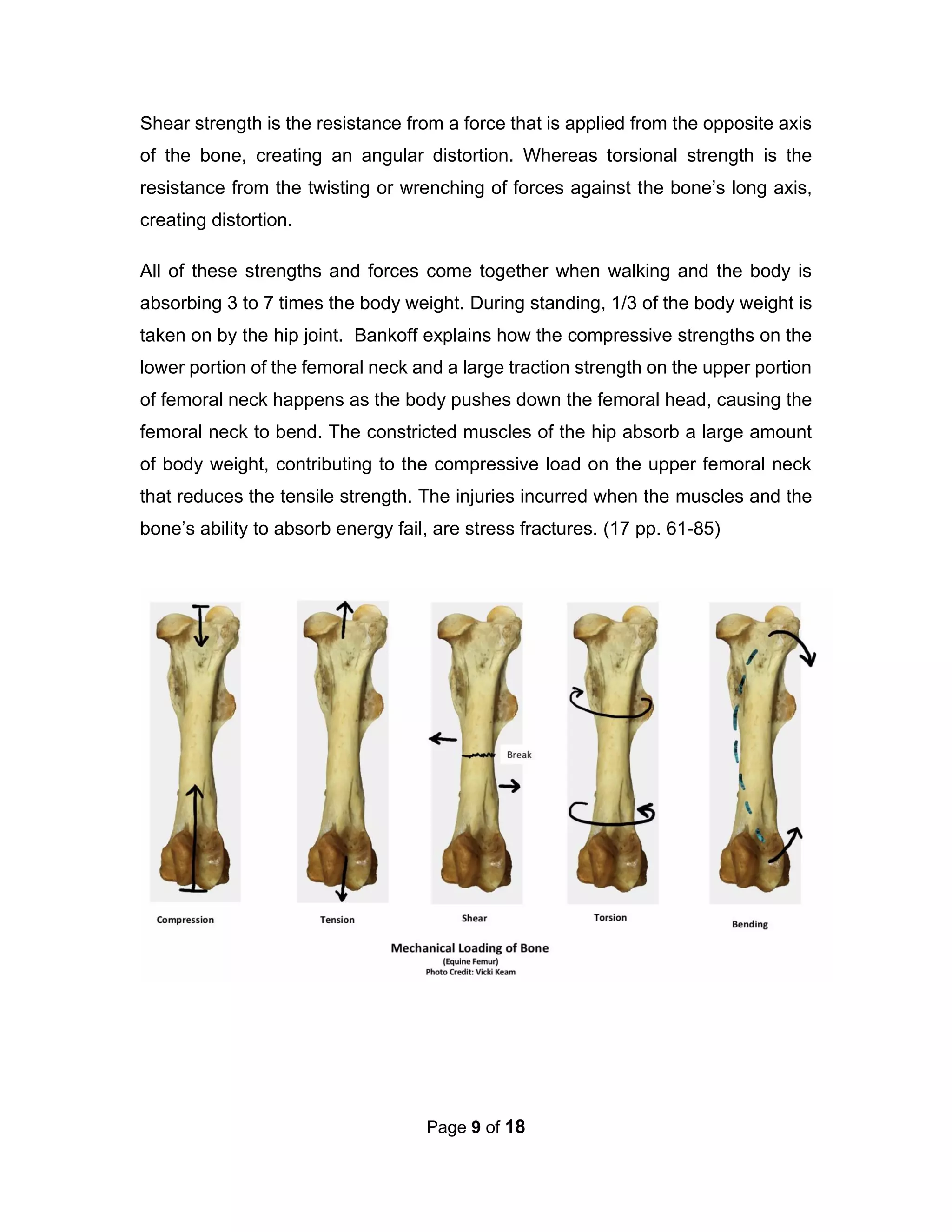 Page 9 of 18
Shear strength is the resistance from a force that is applied from the opposite axis
of the bone, creating an angular distortion. Whereas torsional strength is the
resistance from the twisting or wrenching of forces against the bone’s long axis,
creating distortion.
All of these strengths and forces come together when walking and the body is
absorbing 3 to 7 times the body weight. During standing, 1/3 of the body weight is
taken on by the hip joint. Bankoff explains how the compressive strengths on the
lower portion of the femoral neck and a large traction strength on the upper portion
of femoral neck happens as the body pushes down the femoral head, causing the
femoral neck to bend. The constricted muscles of the hip absorb a large amount
of body weight, contributing to the compressive load on the upper femoral neck
that reduces the tensile strength. The injuries incurred when the muscles and the
bone’s ability to absorb energy fail, are stress fractures. (17 pp. 61-85)
 