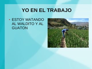 YO EN EL TRABAJO
●   ESTOY MATANDO
    AL WALDITO Y AL
    GUATON
 