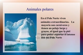 Animales polares ,[object Object],[object Object]