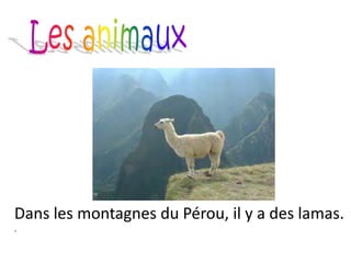 Dans les montagnes du Pérou, il y a des lamas.
.