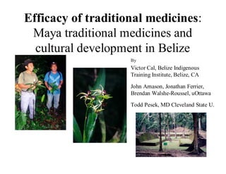 Efficacy of traditional medicines:
 Maya traditional medicines and
  cultural development in Belize
                    By
                    Victor Cal, Belize Indigenous
                    Training Institute, Belize, CA

                    John Arnason, Jonathan Ferrier,
                    Brendan Walshe-Roussel, uOttawa
                    Todd Pesek, MD Cleveland State U.
 