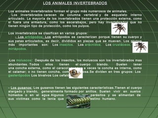 LOS ANIMALES INVERTEBRADOS

Los animales invertebrados forman el grupo más numerosos de animales. 
   Los invertebrados carecen de columna vertebral y de esqueleto interno
articulado. La mayoría de los invertebrados tienen una protección externa, como
si fuera una armadura, como los escarabajos, pero hay invertebrados que no
tienen ningún tipo de protección, como los pulpos.     

Los invertebrados se clasifican en varios grupos:
     - Los artrópodos : Los artrópodos se caracterizan porque tienen su cuerpo y
sus patas articulados, es decir, divididos en piezas que se mueven. Los grupos
más importantes son: Los  insectos. Los arácnidos . Los crustáceos . Los 
miriápodos . 


-Los moluscos:  Después de los insectos, los moluscos son los invertebrados mas
abundantes. Todos     ellos   tienen    el cuerpo   blando.      Suelen    tener
una concha externa, como el caracol; aunque a veces la concha es interna, como
el calamar; o no tienen concha, como la babosa.Se dividen en tres grupos: Los 
gasterópodos Los bivalvos Los cefalópodos  



- Los gusanos: Los gusanos tienen las siguientes características.Tienen el cuerpo
alargado y blando,  generalmente formado por anillos. Suelen  vivir  en  suelos 
húmedos  o  en  el  agua Algunos  gusanos  son  parásitos  y  se  alimentan  de 
sus  victimas  como  la  tenia  que  vive  en  el  intestino  humano.


 
 