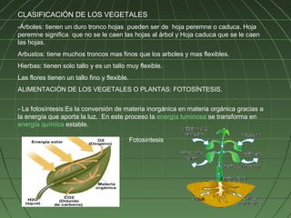 CLASIFICACIÓN DE LOS VEGETALES
-Árboles: tienen un duro tronco hojas pueden ser de hoja peremne o caduca. Hoja
peremne significa que no se le caen las hojas al árbol y Hoja caduca que se le caen
las hojas.
Arbustos: tiene muchos troncos mas finos que los arboles y mas flexibles.
Hierbas: tienen solo tallo y es un tallo muy flexible.
Las flores tienen un tallo fino y flexible.
ALIMENTACIÓN DE LOS VEGETALES O PLANTAS: FOTOSÍNTESIS.


- La fotosíntesis:Es la conversión de materia inorgánica en materia orgánica gracias a
la energía que aporta la luz. En este proceso la energía luminosa se transforma en
energía química estable.

                                              Fotosintesis
 