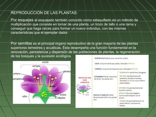 REPRODUCCIÓN DE LAS PLANTAS:
Por esquejes el esquejado también conocido como estaquillado es un método de
multiplicación que consiste en tomar de una planta, un trozo de tallo o una rama y
conseguir que haga raíces para formar un nuevo individuo, con las mismas
características que el ejemplar dador.


Por semillas es el principal órgano reproductivo de la gran mayoría de las plantas
superiores terrestres y acuáticas. Ésta desempeña una función fundamental en la
renovación, persistencia y dispersión de las poblaciones de plantas, la regeneración
de los bosques y la sucesión ecológica.
 