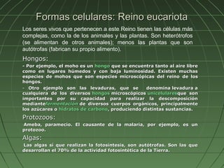 Formas celulares: Reino eucariota
Los seres vivos que pertenecen a este Reino tienen las células más
complejas, como la de los animales y las plantas. Son heterótrofos
(se alimentan de otros animales); menos las plantas que son
autótrofas (fabrican su propio alimento).
Hongos:
- Por ejemplo, el moho es un hongo que se encuentra tanto al aire libre
como en lugares húmedos y con baja luminosidad. Existen muchas
especies de mohos que son especies microscópicas del reino de los
hongos.
- Otro ejemplo son las levaduras, que se         denomina levadura a
cualquiera de los diversos hongos microscópicos unicelularesque son
importantes por su capacidad para realizar la descomposición
mediantefermentación de diversos cuerpos orgánicos, principalmente
los azúcares o hidratos de carbono, produciendo distintas sustancias.

Protozoos:
Ameba, paramecio. El causante de la malaria, por ejemplo, es un
-

protozoo.
Algas:
Las algas sí que realizan la fotosíntesis, son autótrofas. Son las que
-

desarrollan el 70% de la actividad fotosintética de la Tierra.
 