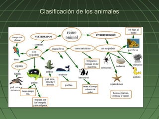 Clasificación de los animales
 