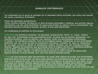 ANIMALES VERTEBRADOS


Los vertebrados son un grupo de animales con un esqueleto interno articulado, que actúa como soporte
del cuerpo y permite su movimiento.

Tienen las siguientes características:
Tienen columna vertebral, formada por un serie de piezas articuladas o vértebras, que permiten algunos
movimientos y les dan cierta flexibilidad. El cuerpo está dividido en cabeza, tronco y extremidades. Hay
individuos machos e individuos hembras, es decir, el sexo está diferenciado.

Los vertebrados se clasifican en cinco grupos: 

- Mamíferos:Los mamíferos presentan  las siguientes características: Tienen  su  cuerpo  cubierto
de  pelo; Sus  extremidades tienen generalmente forma  de patas que les permiten desplazarse. Los
mamíferos acuáticos  como los delfines o las  ballenas  tienen sus extremidades transformadas
en aletas y  los mamíferos voladores  como los murciégalos poseen  membranas  en sus extremidades
anteriores  que  les  sirven de alas; Su temperatura corporal es  constante, es  decir, la  temperatura 
de  su cuerpo  no varia si  cambia  la  temperatura  exterior. Decimos  que  son  animales de sangre 
caliente. Respiran por pulmones, que les permiten tomar el oxígeno del aire. Los mamíferos acuáticos,
como el delfín, necesitan salir a la superficie del mar para tomar oxígeno del aire.
Su boca tiene labios y dientes. Los labios permiten succionar la leche al mamar sin causar daño.
Algunas ballenas no tienen dientes, sino unas finas láminas llamadas barbas

- Aves:Las aves presentan estas características: Su cuerpo está cubierto de plumas. Sus extremidades
anteriores tienen forma de alas. Las aves vuelan gracias a los movimientos de sus alas, aunque algunas
aves no son capaces de volar, como las avestruces o los pingüinos. El esqueleto es muy ligero, ya que
los huesos son huecos. Además, algunas aves poseen unas bolsas, llamadas sacos aéreos, que están
llenas de aire y facilitan el vuelo. La temperatura corporal es constante, es decir, son animales
de sangre caliente. Respiran por pulmones. La boca posee un pico sin dientes, que varía mucho de unas
especies a otras según su alimentación.
 
