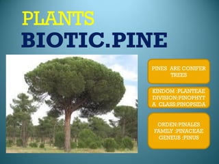 PLANTS
BIOTIC.PINE
ORDEN:PINALES
FAMILY :PINACEAE
GENEUS :PINUS
PINES ARE CONIFER
TREES
KINDOM :PLANTEAE
DIVISION:PINOPHYT...