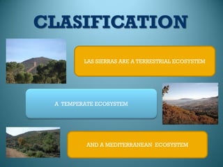 LAS SIERRAS ARE A TERRESTRIAL ECOSYSTEM
A TEMPERATE ECOSYSTEM
AND A MEDITERRANEAN ECOSYSTEM
CLASIFICATION
 