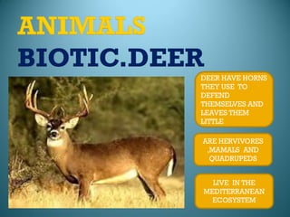 DEER HAVE HORNS
THEY USE TO
DEFEND
THEMSELVES AND
LEAVES THEM
LITTLE
ARE HERVIVORES
,MAMALS AND
QUADRUPEDS
LIVE IN THE
MED...