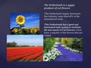 The Netherlands is a major
producer of cut flowers

•The Netherlands largely dominates
this industry; more than 60% of the
international trade

•The Netherlands has a good and
functional trade system to facilitate
the movement of Cut Flowers which
form a majority of the flowers that are
traded
 
