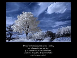 Deseo también que plantes una semilla,
     por más minúscula que sea,
  y la acompañes en su crecimiento,
 para que descubras de cuántas vidas
         está hecho un árbol..
 