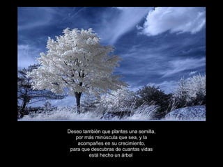 Deseo también que plantes una semilla, por más minúscula que sea, y la acompañes en su crecimiento, para que descubras de cuantas vidas está hecho un árbol . 