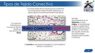 Tipos de Tejido Conectivo
10
Su función es de reserva energética y como aislante
térmico y mecánico.
La mayor parte de las células que lo conforman
acumulan grasa, denominadas adipocitos, se
especializan en el almacenamiento de lípidos
La sustancia
intercelular es
muy poca; dentro
de ella se
encuentran las
fibras
Se halla
principalmente en el
abdomen y en las
nalgas, se localiza bajo
la dermis, rodeando a
órganos internos como
el riñón y en el interior
de la parte central de
los huesos largos
(médula ósea amarilla
o tuétano).
TEJIDO CONECTIVO ADIPOSO
 