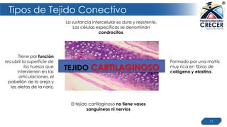 Tipos de Tejido Conectivo
11
La sustancia intercelular es dura y resistente.
Las células específicas se denominan
condrocitos.
Tiene por función
recubrir la superficie de
los huesos que
intervienen en las
articulaciones, el
pabellón de la oreja y
las aletas de la nariz.
TEJIDO CARTILAGINOSO
Formado por una matriz
muy rica en fibras de
colágeno y elastina.
El tejido cartilaginoso no tiene vasos
sanguíneos ni nervios
 