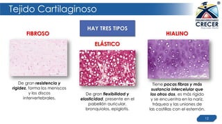 Tejido Cartilaginoso
12
Tiene pocas fibras y más
sustancia intercelular que
los otros dos, es más rígido
y se encuentra en la nariz,
tráquea y las uniones de
las costillas con el esternón.
De gran resistencia y
rigidez, forma los meniscos
y los discos
intervertebrales.
De gran flexibilidad y
elasticidad, presente en el
pabellón auricular,
bronquiolos, epiglotis.
HIALINO
ELÁSTICO
FIBROSO
HAY TRES TIPOS
 