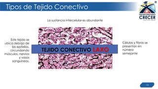Tipos de Tejido Conectivo
13
Este tejido se
ubica debajo de
los epitelios,
circundando
músculos, nervios
y vasos
sanguíneos.
La sustancia intercelular es abundante
Células y fibras se
presentan en
número
semejante
TEJIDO CONECTIVO LAXO
 