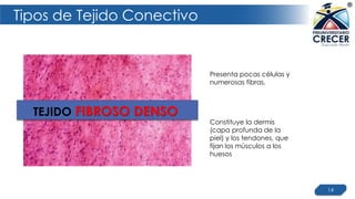 Tipos de Tejido Conectivo
14
Constituye la dermis
(capa profunda de la
piel) y los tendones, que
fijan los músculos a los
huesos
TEJIDO FIBROSO DENSO
Presenta pocas células y
numerosas fibras.
 