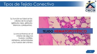 Tipos de Tejido Conectivo
15
Su función es fabricar las
células de la sangre
(glóbulos rojos, glóbulos
blancos y plaquetas).
TEJIDO HEMATOPOYÉTICO
Lo encontramos en el
interior de algunos
huesos: costillas,
vértebras, extremidades
y los huesos del cráneo.
 