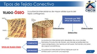 Tipos de Tejido Conectivo
16
TEJIDO ÓSEO La sustancia intercelular es de mayor solidez que la del
tejido cartilaginoso.
Osteoblastos
Osteocitos
Osteoclastos
TIPOS DE TEJIDO ÓSEO
La sustancia intercelular forma tabiques que se
entrecruzan como en una esponja
La sustancia intercelular esta alrededor de unos canales
llamados Conductos de Havers, por donde se extienden los
vasos sanguíneos y los nervios en el hueso, formando una serie
de capas concéntricas.
Formado por TRES
TIPOS DE CELULAS:
COMPACTO
ESPONJOSO
 