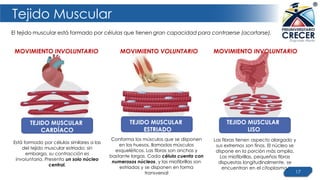 Tejido Muscular
17
El tejido muscular está formado por células que tienen gran capacidad para contraerse (acortarse).
TEJIDO MUSCULAR
CARDÍACO
TEJIDO MUSCULAR
ESTRIADO
Está formado por células similares a las
del tejido muscular estriado; sin
embargo, su contracción es
involuntaria. Presenta un solo núcleo
central.
MOVIMIENTO INVOLUNTARIO MOVIMIENTO VOLUNTARIO
Conforma los músculos que se disponen
en los huesos, llamados músculos
esqueléticos. Las fibras son anchas y
bastante largas. Cada célula cuenta con
numerosos núcleos, y las miofibrillas son
estriadas y se disponen en forma
transversal
MOVIMIENTO INVOLUNTARIO
TEJIDO MUSCULAR
LISO
Las fibras tienen aspecto alargado y
sus extremos son finos. El núcleo se
dispone en la porción más amplia.
Las miofibrillas, pequeñas fibras
dispuestas longitudinalmente, se
encuentran en el citoplasma.
 