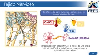 Tejido Nervioso
18
:
Éstas responden a los estímulos a través de una onda
de excitación, llamada impulso nervioso, que se
transmite a otras células.
Está formado por células especializadas en la
recepción de estímulos
CALOR
FRIO
LUZ
LLAMADAS NEURONAS.
 