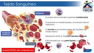 19
Tejido Sanguíneo
Es propio de los animales superiores (vertebrados)
Se presenta en estado líquido y circula por todo el
organismo
Su función es el mantenimiento del equilibrio del
medio interno
Representa entre el 7 y el 8% del peso corporal.
Está formado por una parte líquida y una parte
sólida.
GLOBULOS ROJOS
GLOBULOS
BLANCOS
PLAQUETAS
La parte SÓLIDA esta compuesta por
 