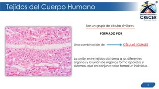 Tejidos del Cuerpo Humano
3
Son un grupo de células similares
FORMADO POR
Una combinación de
La unión entre tejidos da forma a los diferentes
órganos y la unión de órganos forma aparatos y
sistemas, que en conjunto todo forma un individuo.
CÉLULAS IGUALES
 