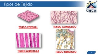 Tipos de Tejido
4
TEJIDO EPITELIAL
TEJIDO MUSCULAR TEJIDO NERVIOSO
TEJIDO CONECTIVO
 