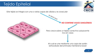 Tejido Epitelial
5
Pero crece sobre un tejido conectivo subyacente
rico en vasos
Este tejido se integra con una o varias capas de células y es avascular
NO CONTIENE VASOS SANGUÍNEOS
Al cual se une mediante una capa de sostén
extracelular denominada membrana basal
 