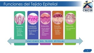 Funciones del Tejido Epitelial
6
FUNCIONES DEL TEJIDO EPITELI AL
 