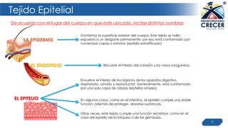 Tejido Epitelial
7
Envuelve el interior de los órganos de los aparatos digestivo,
respiratorio, urinario y reproductor. Generalmente, está conformado
por una sola capa de células (epitelios simples).
De acuerdo con el lugar del cuerpo en que esté ubicado, recibe distintos nombres
Conforma la superficie exterior del cuerpo. Este tejido se halla
expuesto a un desgaste permanente; por eso está conformado por
numerosas capas o estratos (epitelio estratificado)
Recubre el interior del corazón y los vasos sanguíneos.
LA EPIDERMIS
EL ENDOTELIO
EL EPITELIO En algunos casos, como en el intestino, el epitelio cumple una doble
función: además de proteger, absorbe sustancias.
Otras veces, este tejido cumple una función secretora, como en el
caso del epitelio de la tráquea o de las glándulas.
 