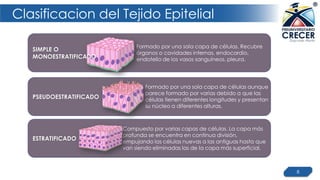 Clasificacion del Tejido Epitelial
8
Formado por una sola capa de células. Recubre
órganos o cavidades internas, endocardio,
endotelio de los vasos sanguíneos, pleura.
Formado por una sola capa de células aunque
parece formado por varias debido a que las
células tienen diferentes longitudes y presentan
su núcleo a diferentes alturas.
Compuesto por varias capas de células. La capa más
profunda se encuentra en continua división,
empujando las células nuevas a las antiguas hasta que
van siendo eliminadas las de la capa más superficial.
SIMPLE O
MONOESTRATIFICADO
PSEUDOESTRATIFICADO
ESTRATIFICADO
 