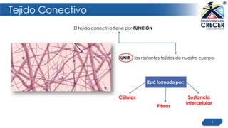 Tejido Conectivo
9
El tejido conectivo tiene por FUNCIÓN
Sustancia
Intercelular
los restantes tejidos de nuestro cuerpo.
Células
Fibras
Está formado por:
UNIR
 