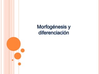 Morfogénesis y diferenciación  