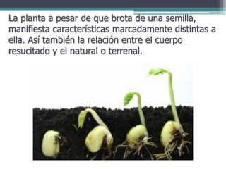 La planta a pesar de que brota de una semilla,
manifiesta características marcadamente distintas a
ella. Así también la relación entre el cuerpo
resucitado y el natural o terrenal.
 