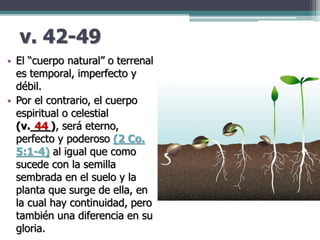 v. 42-49
• El “cuerpo natural” o terrenal
es temporal, imperfecto y
débil.
• Por el contrario, el cuerpo
espiritual o celestial
(v.___), será eterno,
perfecto y poderoso (2 Co.
5:1-4) al igual que como
sucede con la semilla
sembrada en el suelo y la
planta que surge de ella, en
la cual hay continuidad, pero
también una diferencia en su
gloria.
44
 