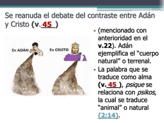 Se reanuda el debate del contraste entre Adán
y Cristo (v.___)
• (mencionado con
anterioridad en el
v.22). Adán
ejemplifica el “cuerpo
natural” o terrenal.
• La palabra que se
traduce como alma
(v.___), psique se
relaciona con psikos,
la cual se traduce
“animal” o natural
(2:14).
45
45
 