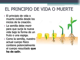 EL PRINCIPIO DE VIDA O MUERTE
• El principio de vida o
muerte existía desde los
inicios de la creación.
• La semilla debe morir
para que surja la nueva
vida bajo la forma de un
fruto o una espiga.
• Como la semilla, nuestro
actual cuerpo físico
contiene potencialmente
el cuerpo resucitado que
ha de salir.
 