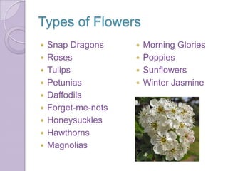Types of Flowers
   Snap Dragons      Morning Glories
   Roses             Poppies
   Tulips            Sunflowers
   Petunias          Winter Jasmine
   Daffodils
   Forget-me-nots
   Honeysuckles
   Hawthorns
   Magnolias
 