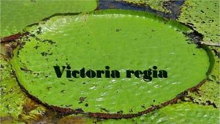 Victoria regia
 
