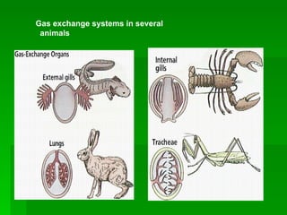 Gas exchange systems in several  animals 