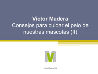 Victor Madera
Consejos para cuidar el pelo de
nuestras mascotas (II)
Victor Madera Vet
 
