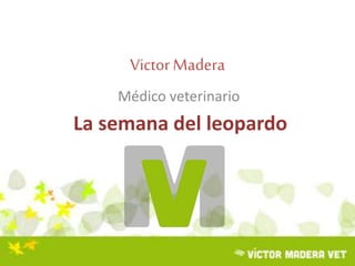 VictorMadera
Médico veterinario
La semana del leopardo
 