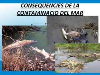 ÚS I ABÚS DE L’AIGUA L’agricultura i la ramaderia són activitats humanes  que consumeixen molta aigua. 